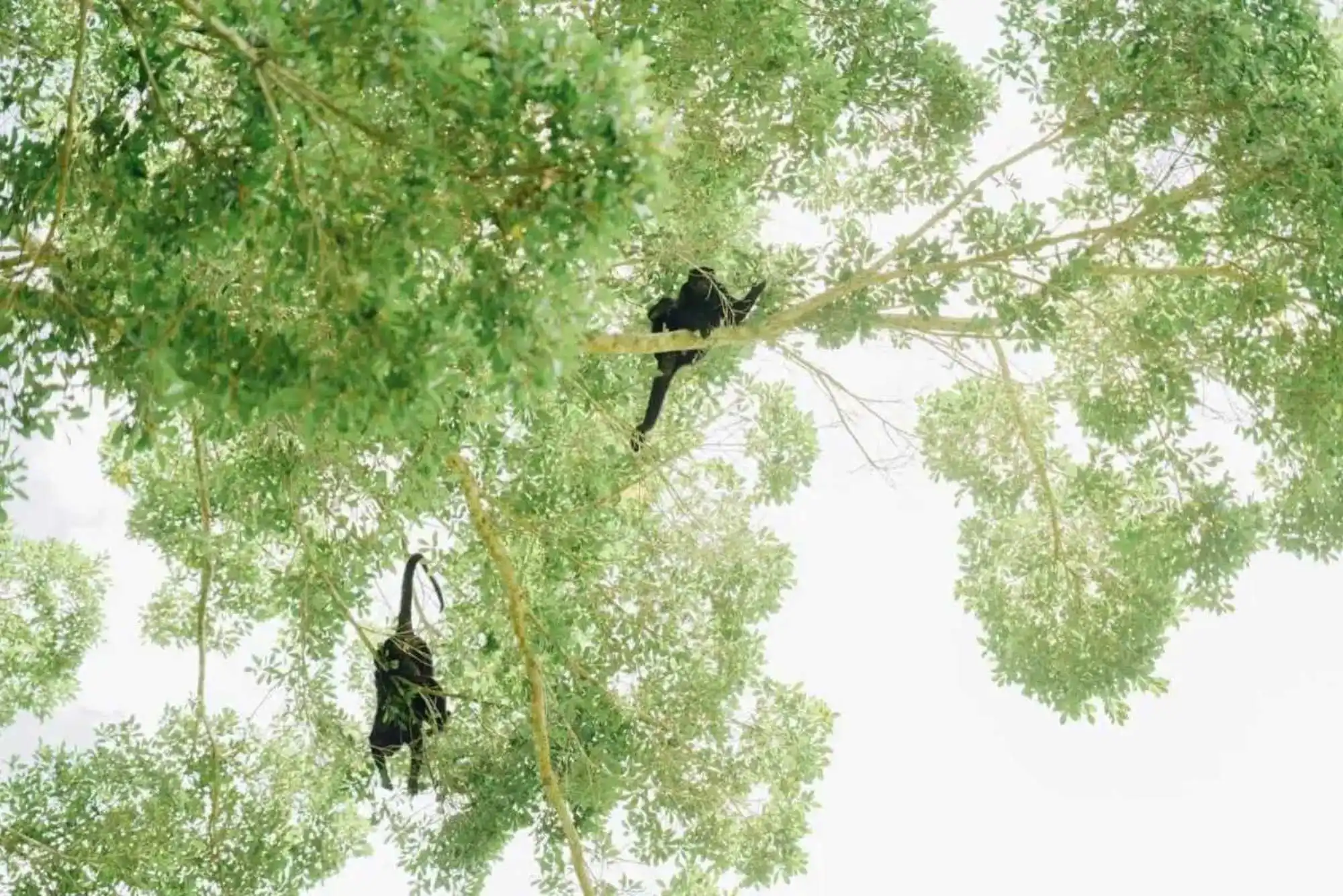 Albero scimmia in Guatemala