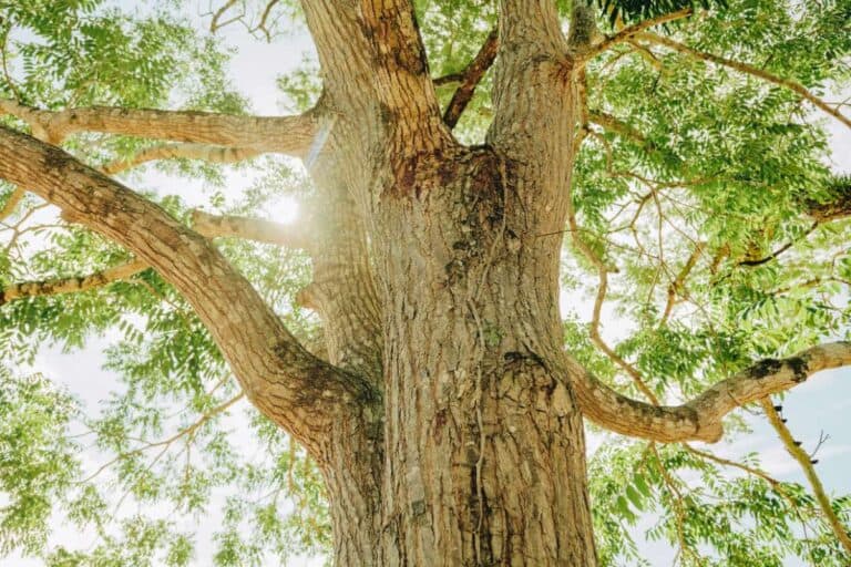 Albero adulto