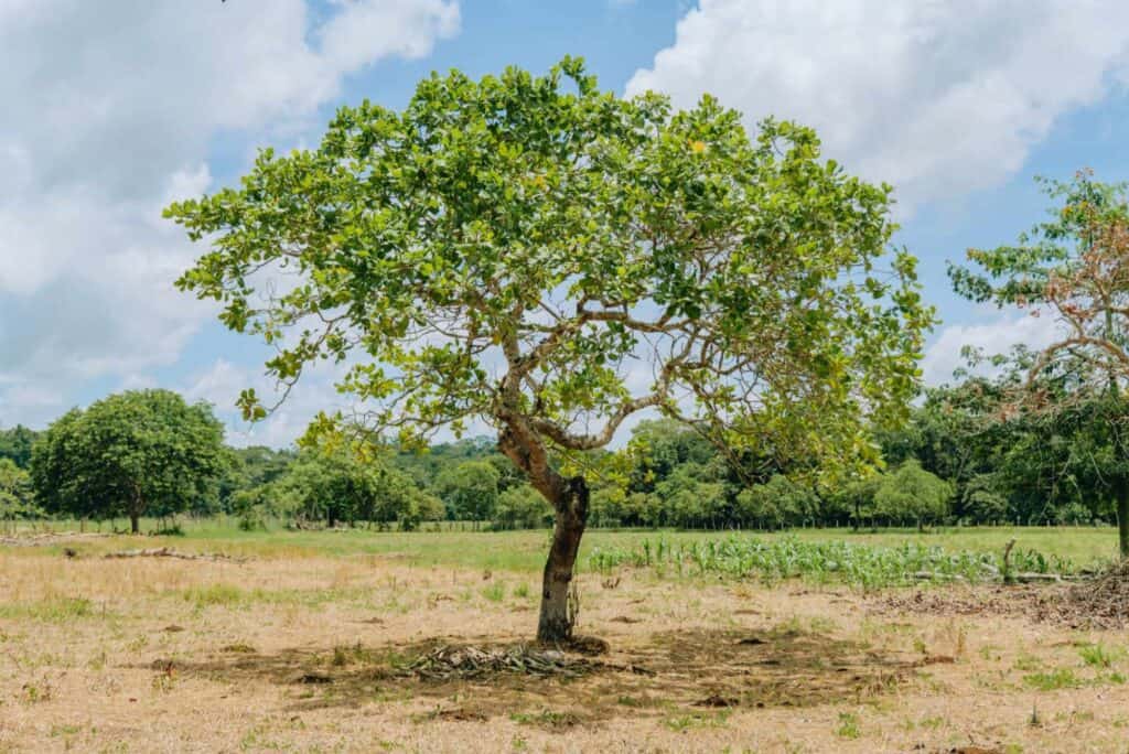Alberi: la soluzione alla crisi climatica