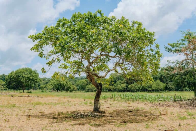 Alberi: la soluzione alla crisi climatica