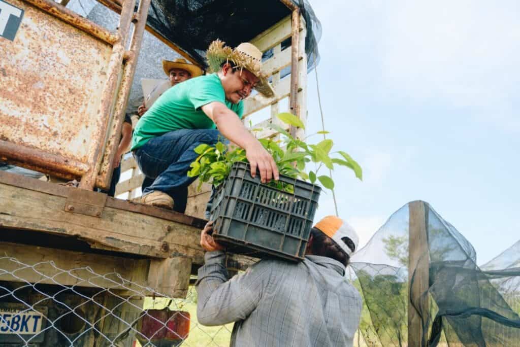 Collaborazione tra contadini in Guatemala