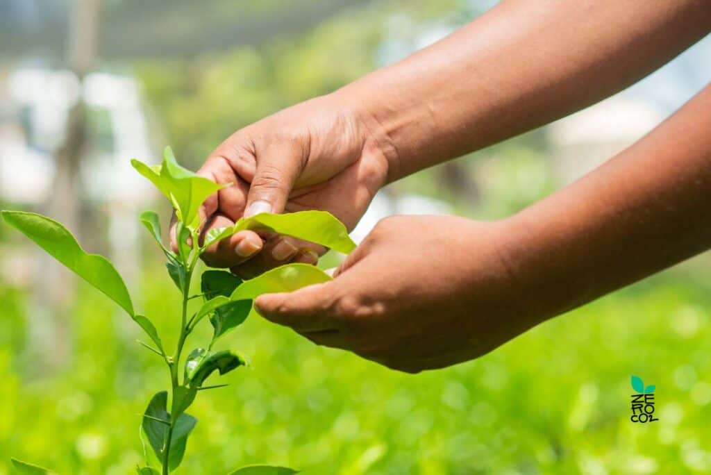 Albero con mani contadino in Guatemala