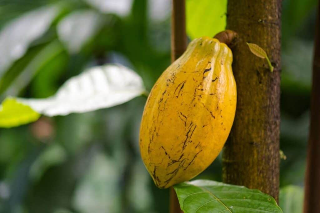 Fave di cacao gialla