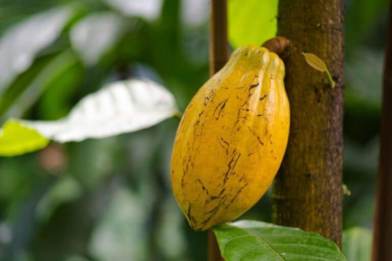 Fave di cacao gialla