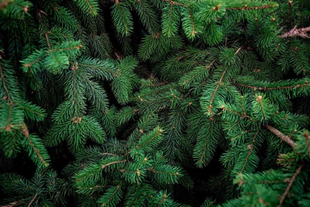 Albero di natale foglie