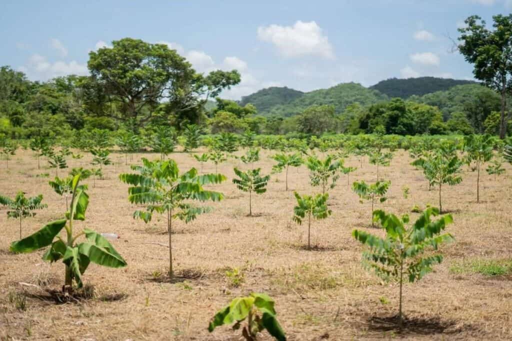 Foresta in Guatemala
