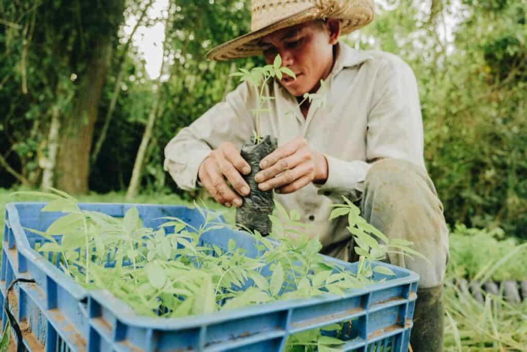 Contadino con piantine in Guatemala - zeroCO2