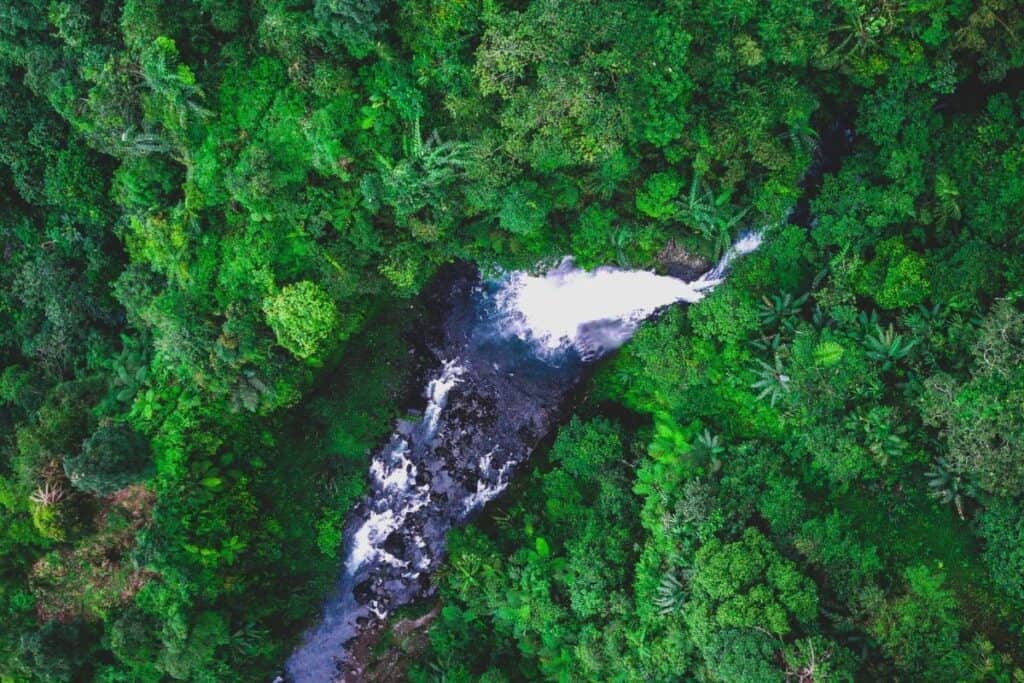 Animale nella foresta