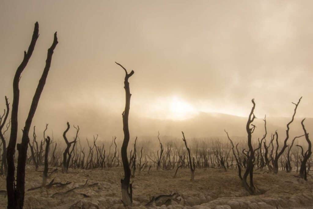 Accordo di Parigi per gli ecosistemi
