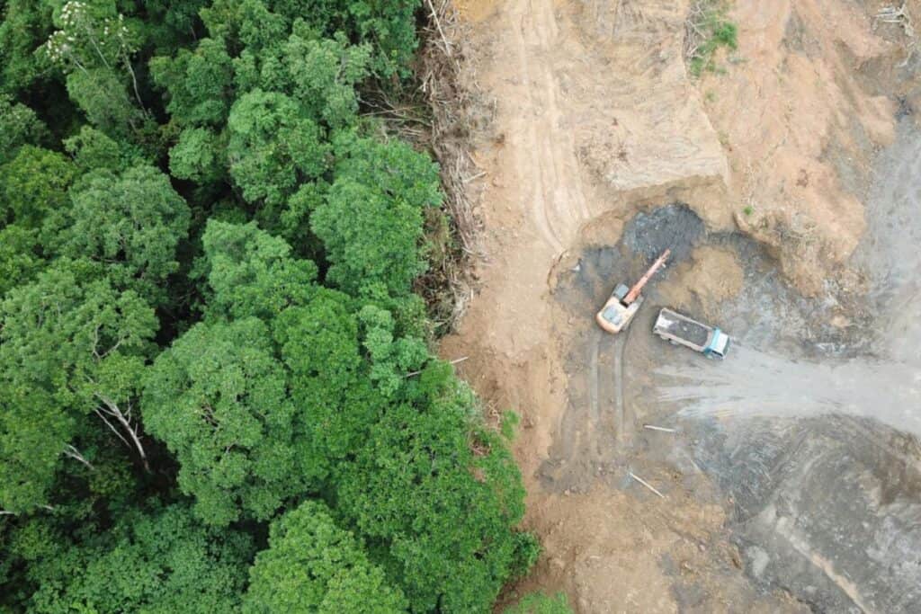 Disboscamento per olio di palma