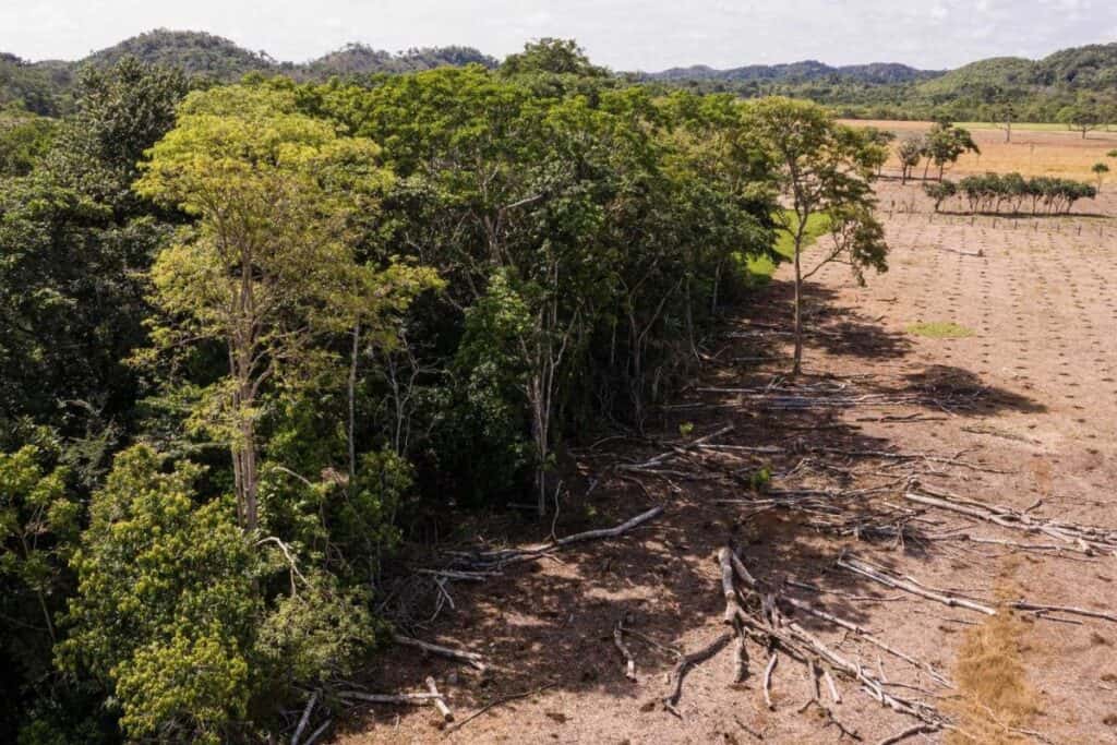 Deforestazione causa la desertificazione