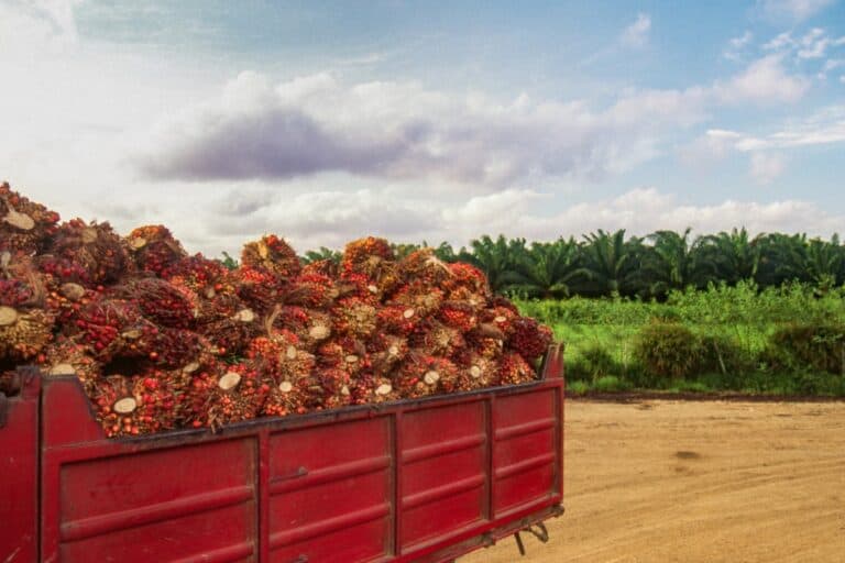 Frutti dell'olio di palma su camion