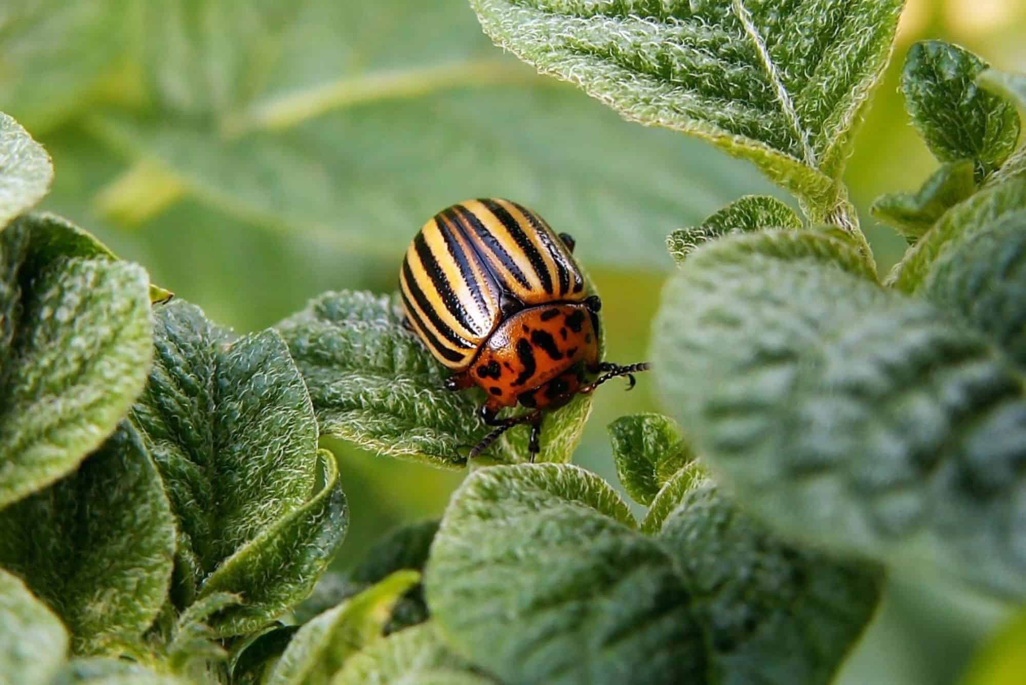 GREEN INVADERS: THE SILENT INVASIONS THAT MODIFY ECOSYSTEMS - zeroCO2