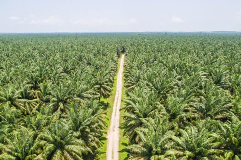 ;onocultura di palma da olio in Guatemala