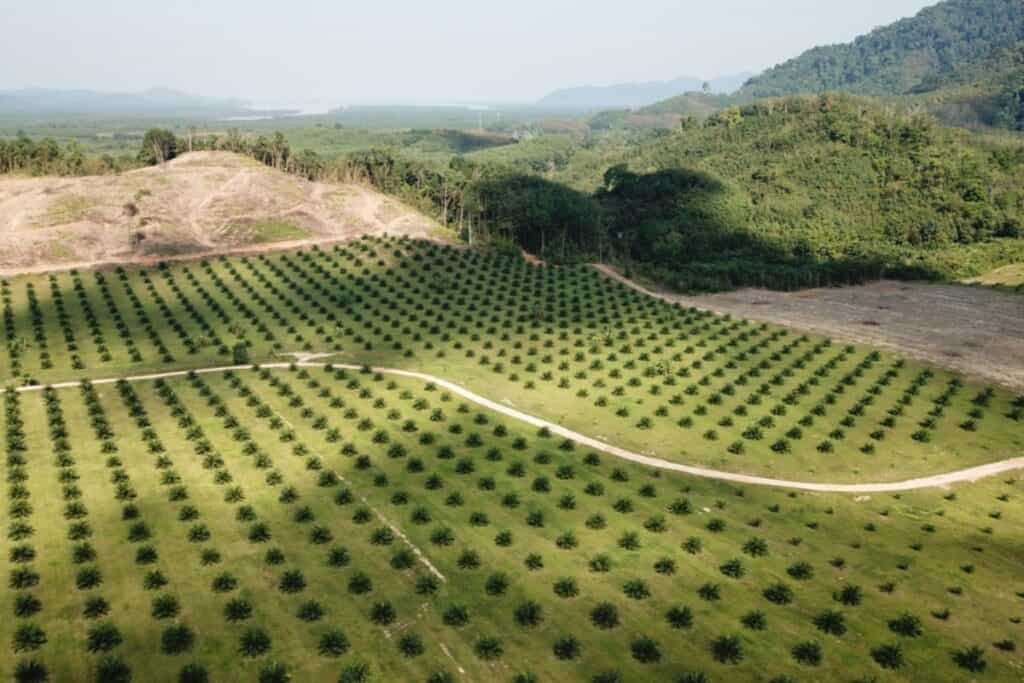 Coltivazione olio di palma