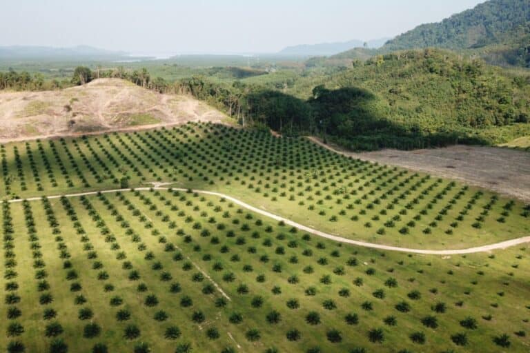 Coltivazione olio di palma