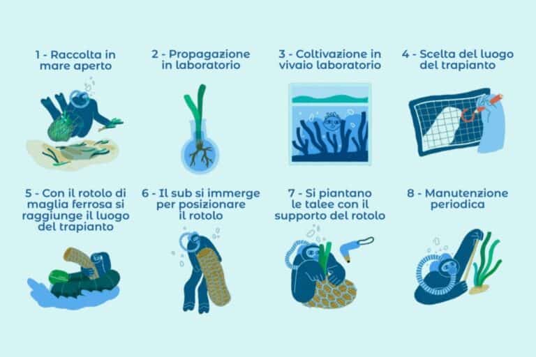Green marketing con posidonia