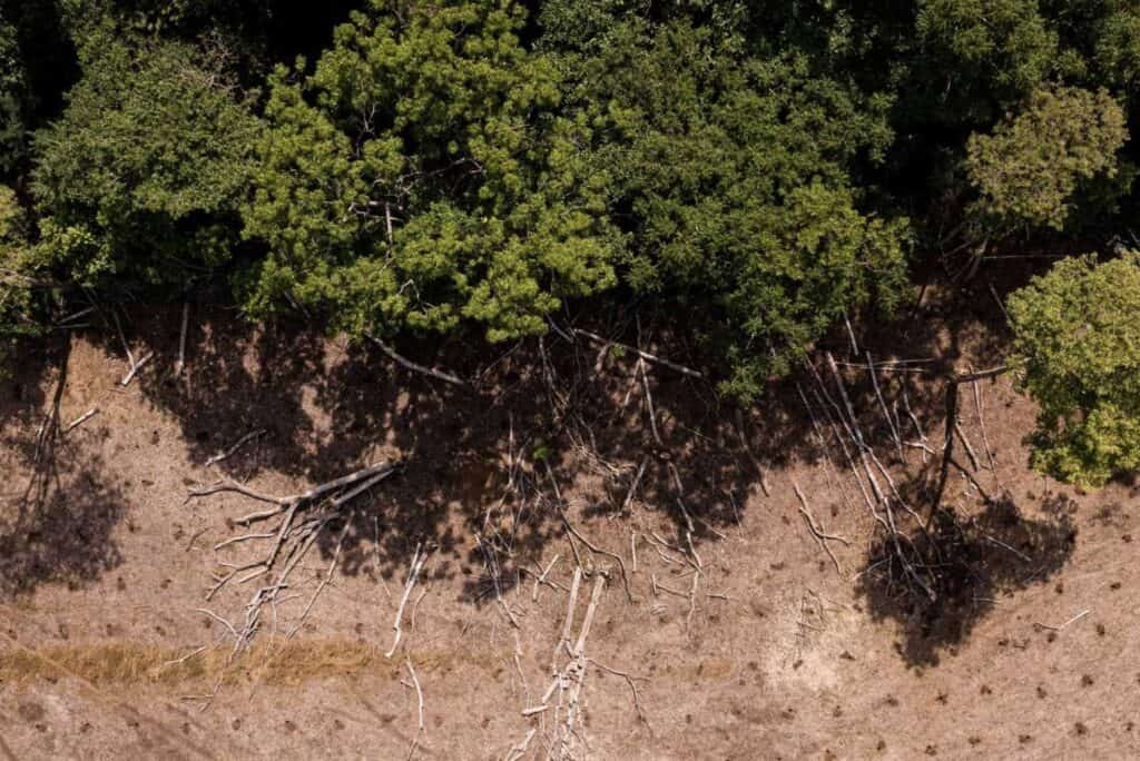 Ripristinare le foreste