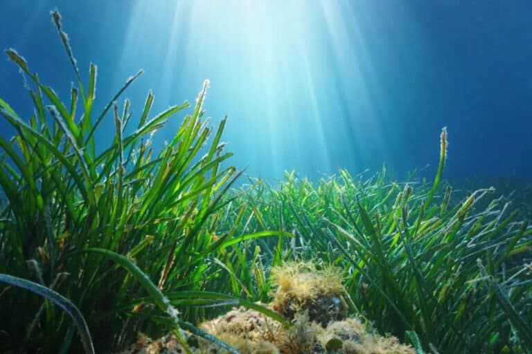 Talee di posidonia AlmaViva