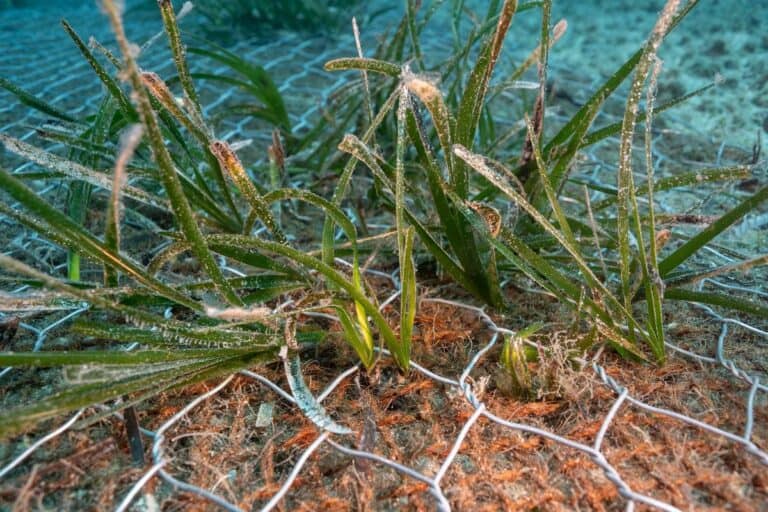 Riforestazione di Posidonia zeroCO2