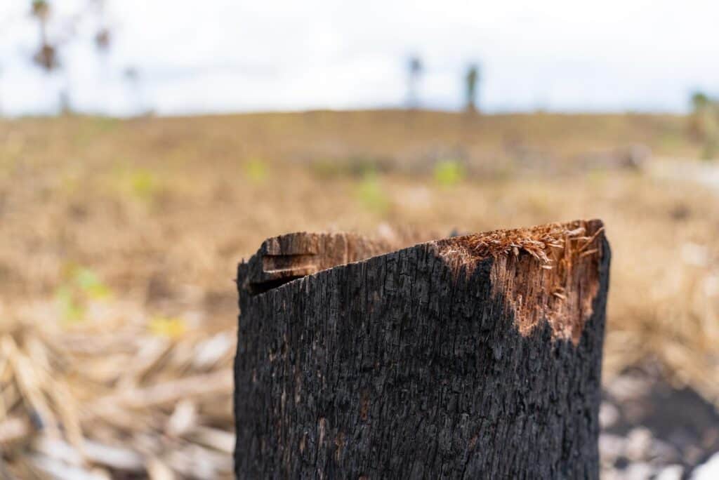 Deforestazione a Nuevo Horizonte