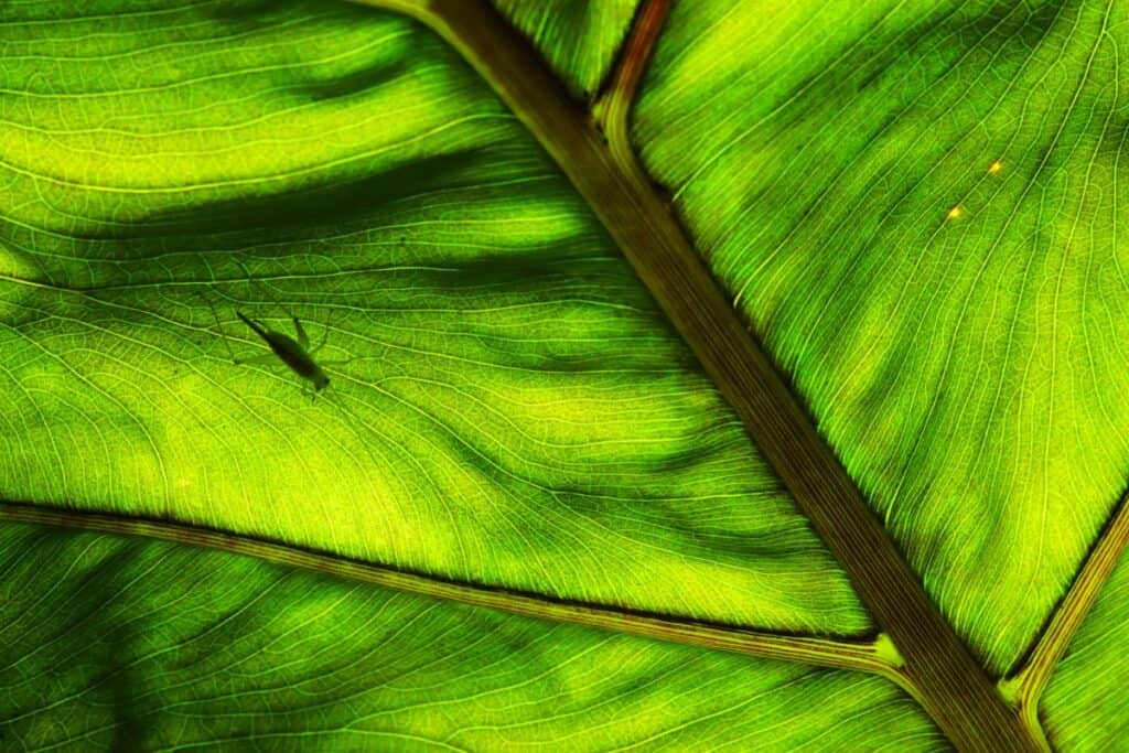Piccolo insetto sulla foglia di un albero