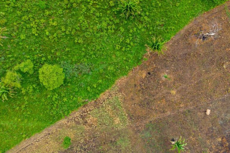 Riforestazione versus deforestazione