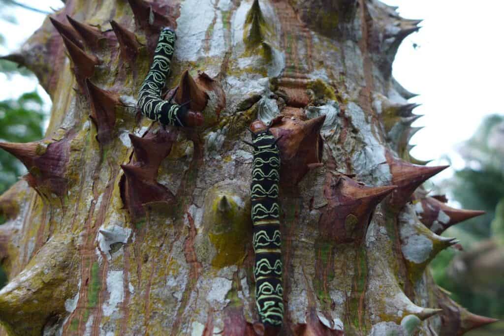 Animali sulla corteccia di un albero