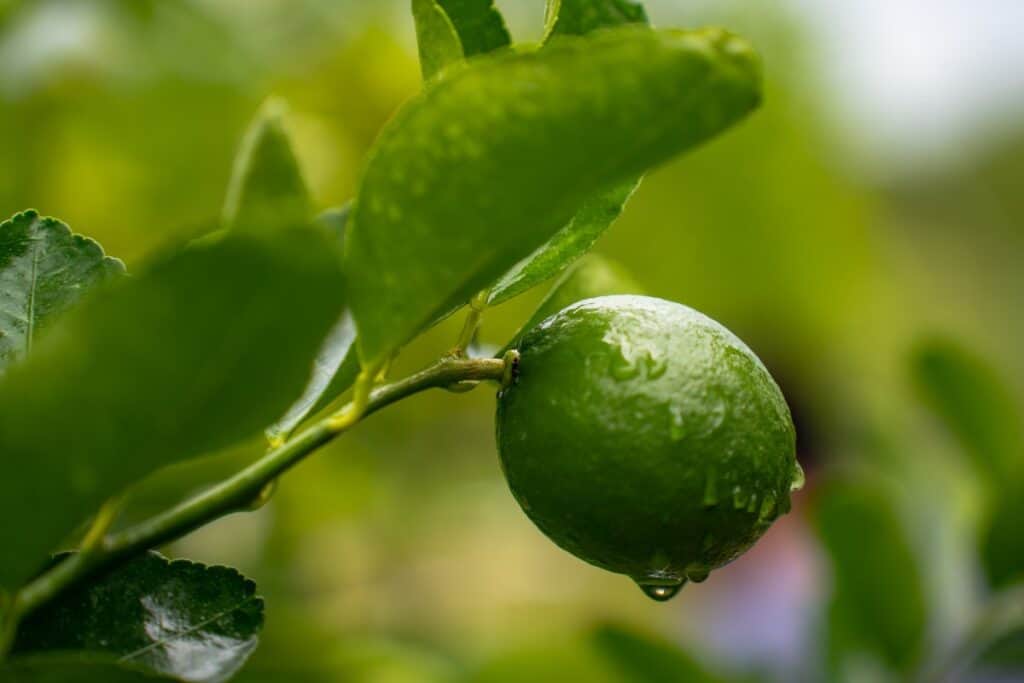 L'agroriforestazione a sostegno delle comunità