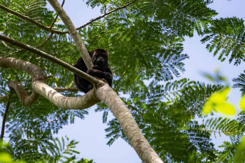 La biodiversità nelle foreste