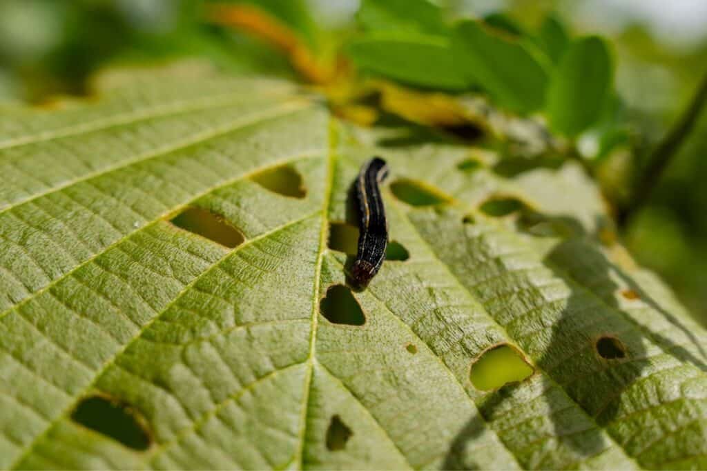la foresta a supporto della biodiversità