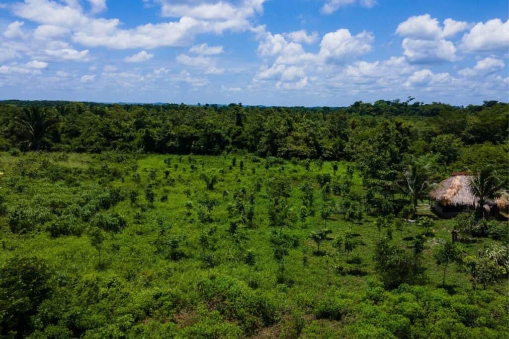 le foreste a difesa del clima