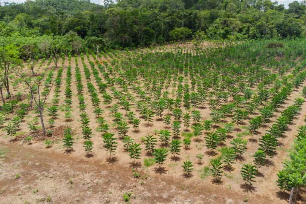 piantare alberi per supportare il cima