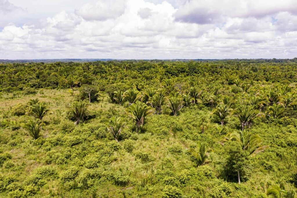 I benefici delle riforestazione