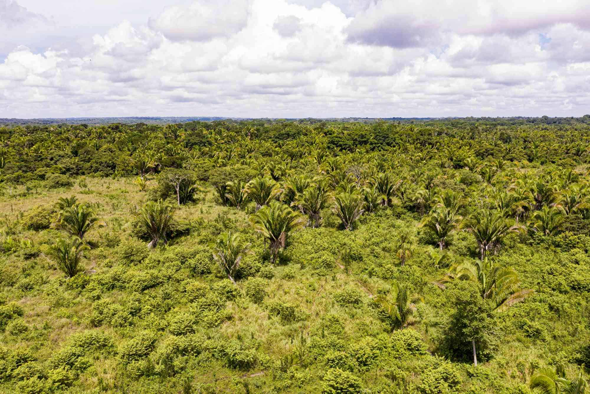I benefici delle riforestazione