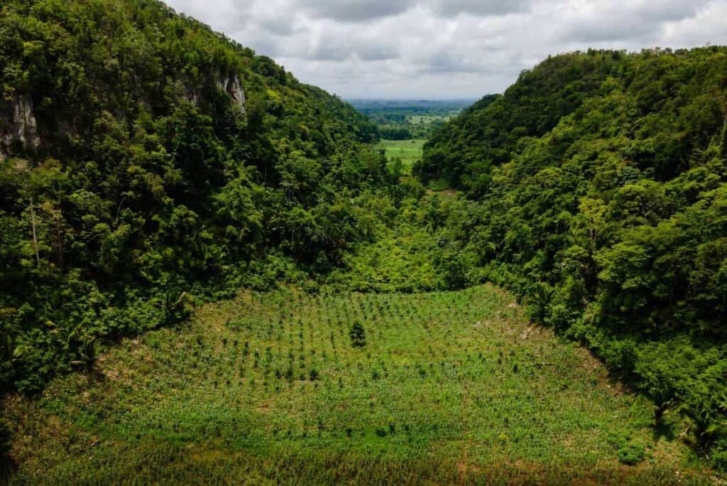 Piantare alberi per aiutare il clima - zeroCO2