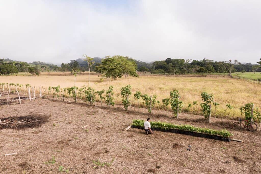 Ripristino dell'ecosistema forestale