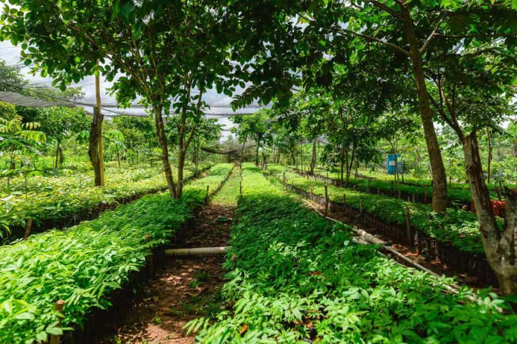 il vivaio del nostro progetto in Guatemala