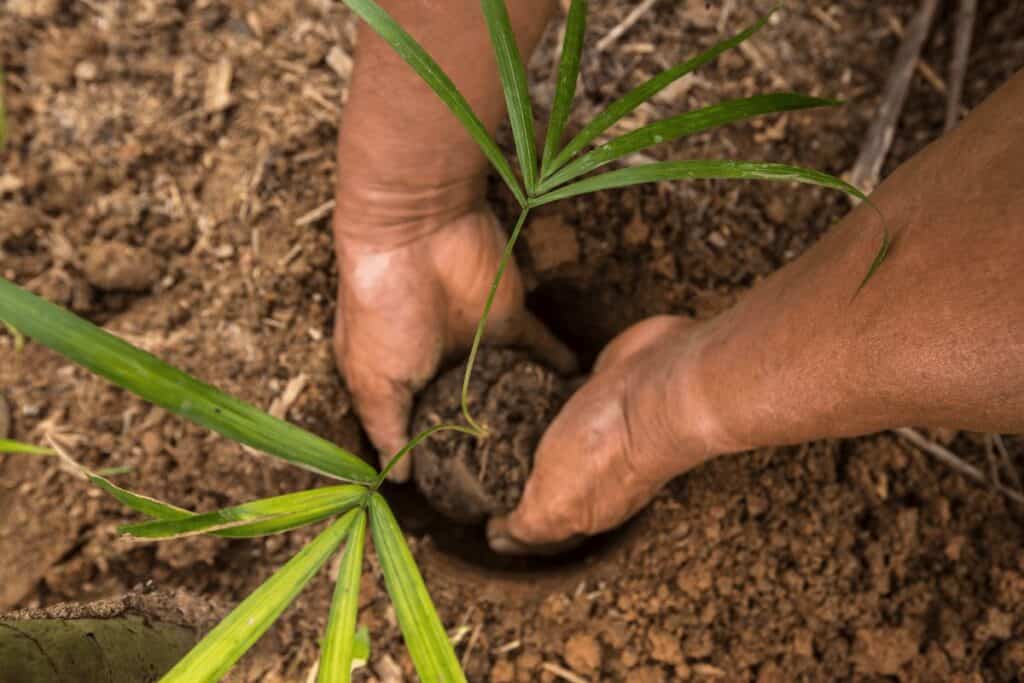 Foresta aziendale Labo Suisse