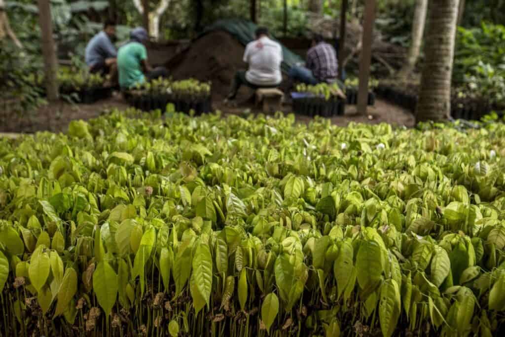Reputazione green grazie alla riforestazione