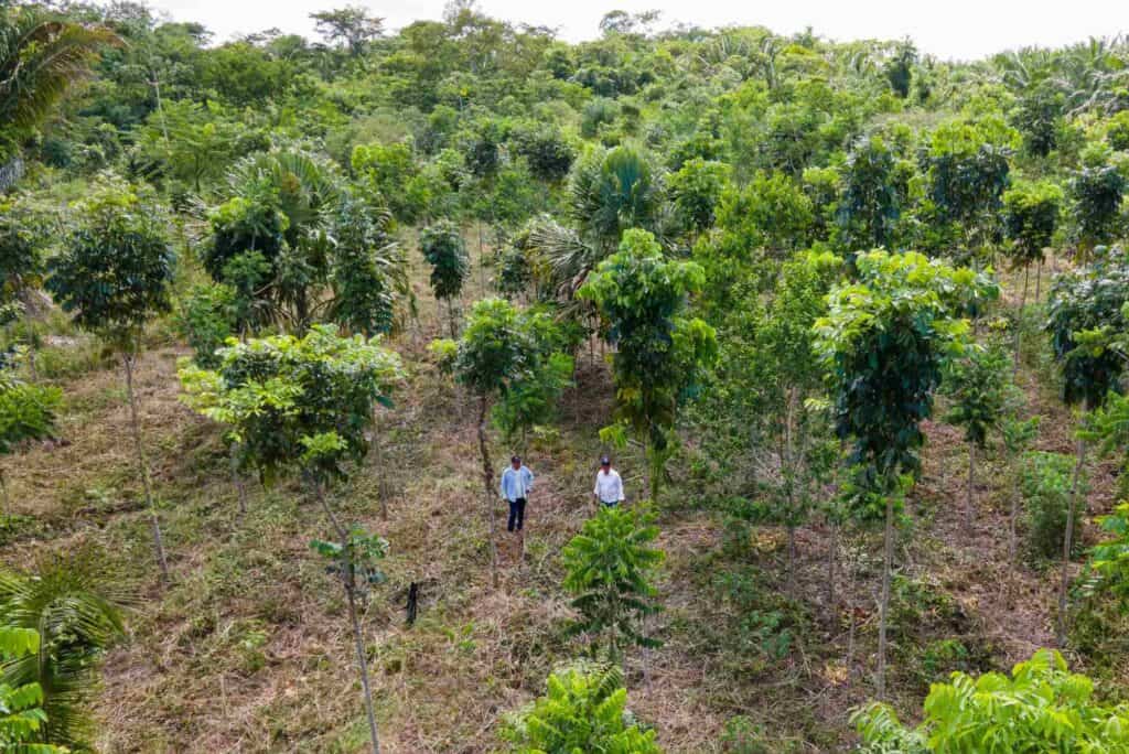 Riforestazione nella comunità Cruce Semuy zeroCO2