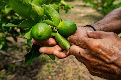 Limoni Guatemala