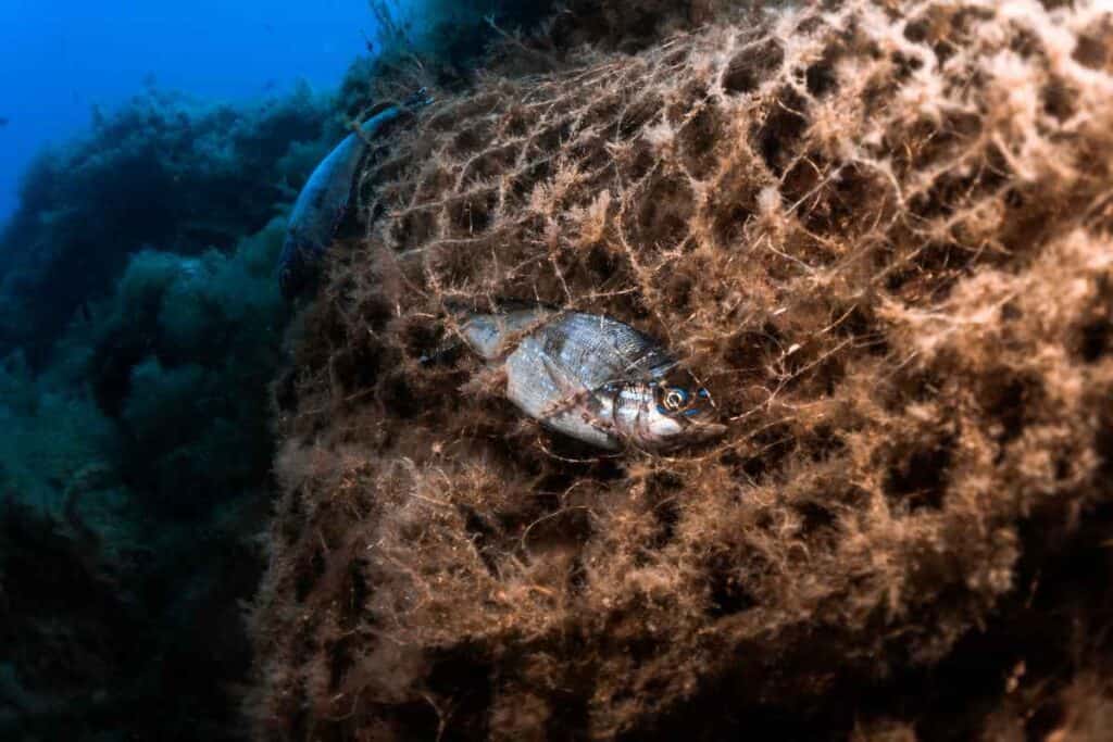Pesce intrappolato in rete da pesca