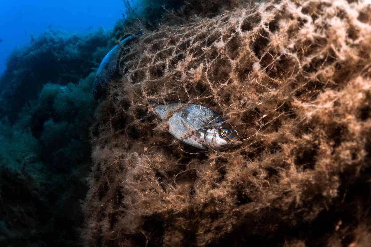Pesce intrappolato in rete da pesca