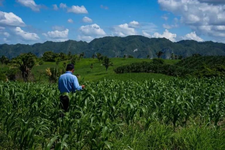 Carbon credit e riforestazione