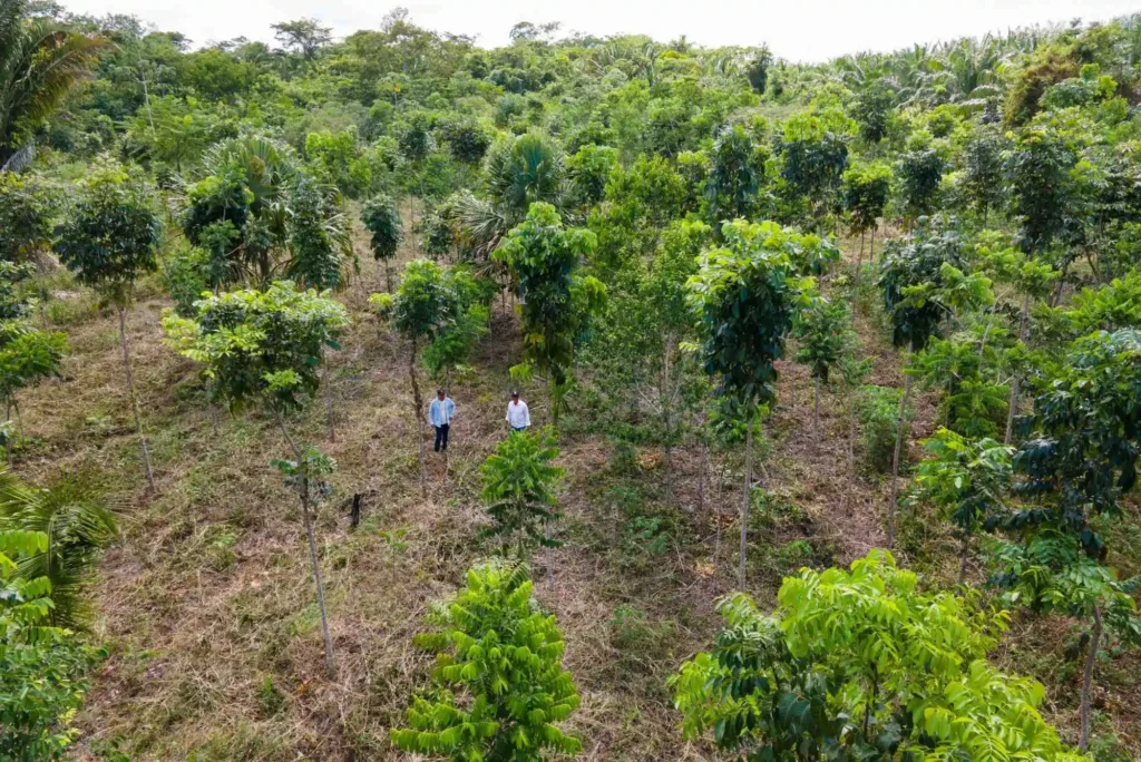 zeroCARBON carbon removal project