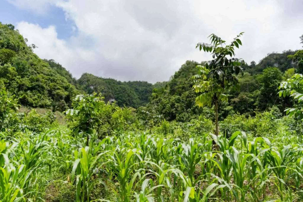 Comunità Chile Verde Guatemala