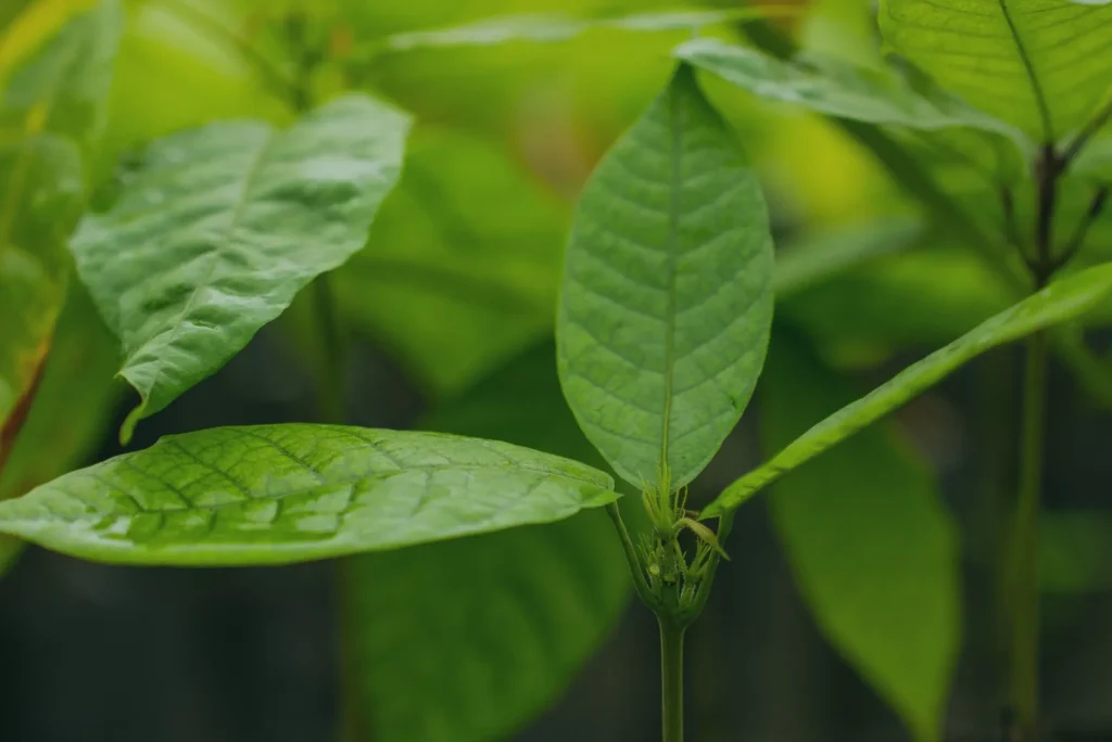 Green marketing esempi