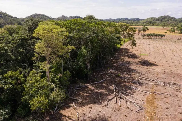 Frenare la deforestazione