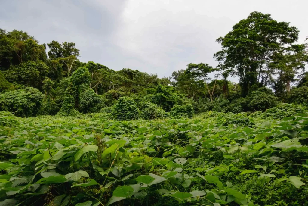 Soluzioni Nature-Based: riforestazione